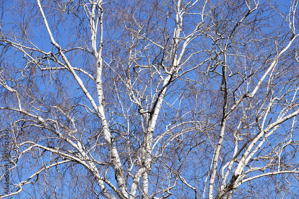 Birch grove. Birch trees in the blue sky. The trunks of trees and branches rush up. The growth of the tree. Several birch trees, bottom-up view. Birches in perspective.