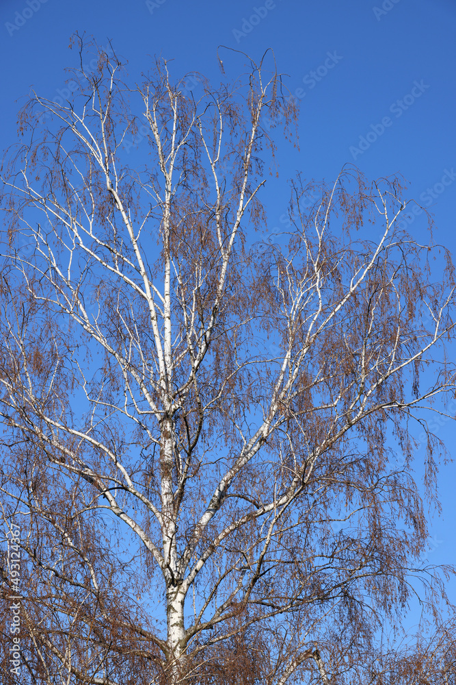 Birch grove. Birch trees in the blue sky. The trunks of trees and branches rush up. The growth of the tree. Several birch trees, bottom-up view. Birches in perspective.