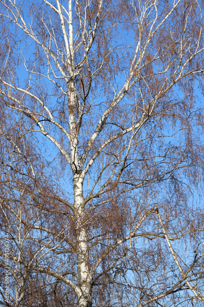Birch grove. Birch trees in the blue sky. The trunks of trees and branches rush up. The growth of the tree. Several birch trees, bottom-up view. Birches in perspective. Birch grove. Birch trees in the blue sky. The trunks of trees and branches rush up. The growth of the tree. Several birch trees, bottom-up view. Birches in perspective.