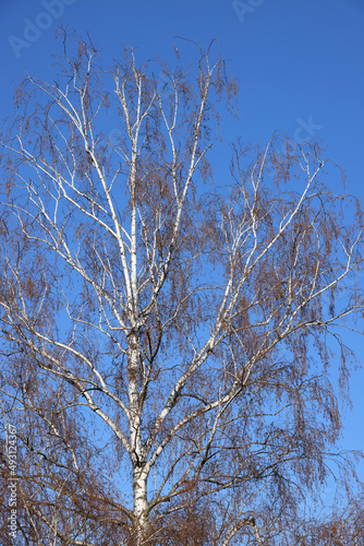 Birch grove. Birch trees in the blue sky. The trunks of trees and branches rush up. The growth of the tree. Several birch trees  bottom-up view. Birches in perspective.