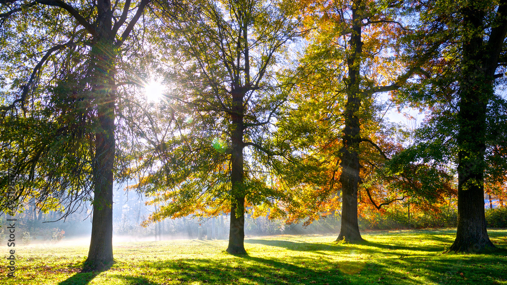 Sunrise in an autumn maple forest with golden leaves and sun-rays cutting through the trees on a foggy morning during the fall. Sunrise in an autumn maple forest with golden leaves and sun-rays cutting through the trees on a foggy morning during the fall.