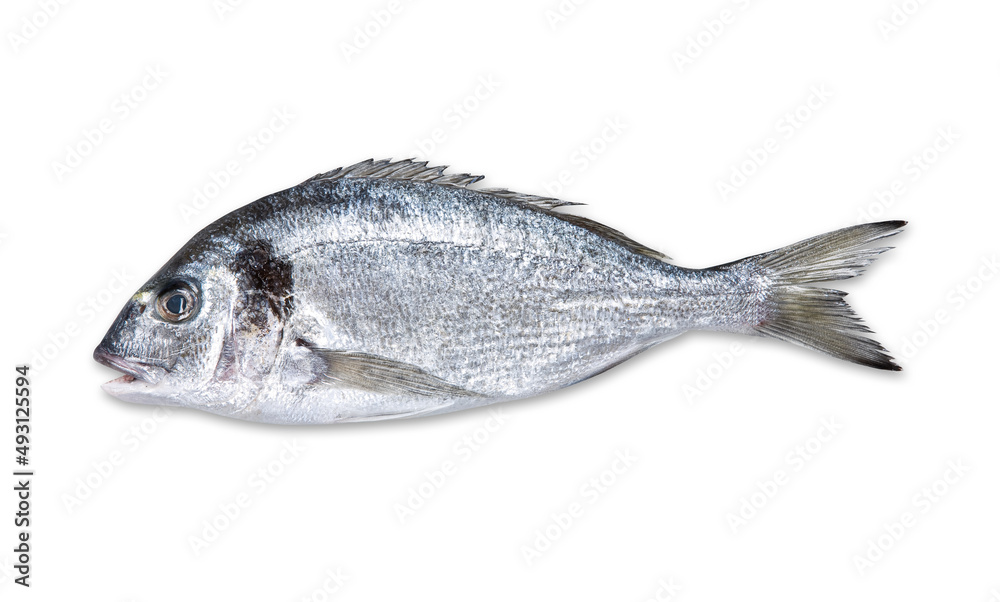 Fresh fish on white background Fresh fish on white background