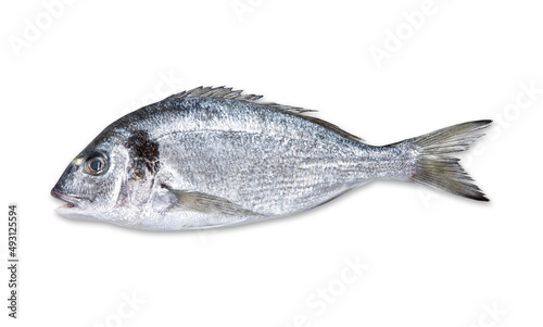 Fresh fish on white background