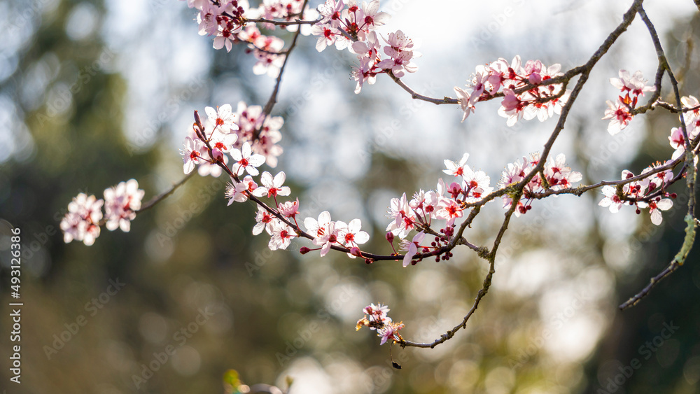Beautiful close-up of the blossoming branches of a pink cherry tree, in spring Beautiful close-up of the blossoming branches of a pink cherry tree, in spring
