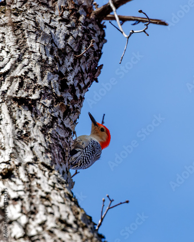 Woodpecker knocking on the trunk