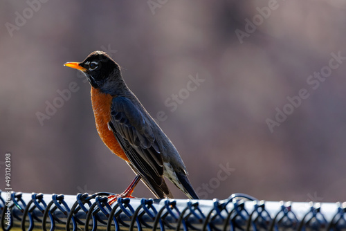 American Robin perching on fence