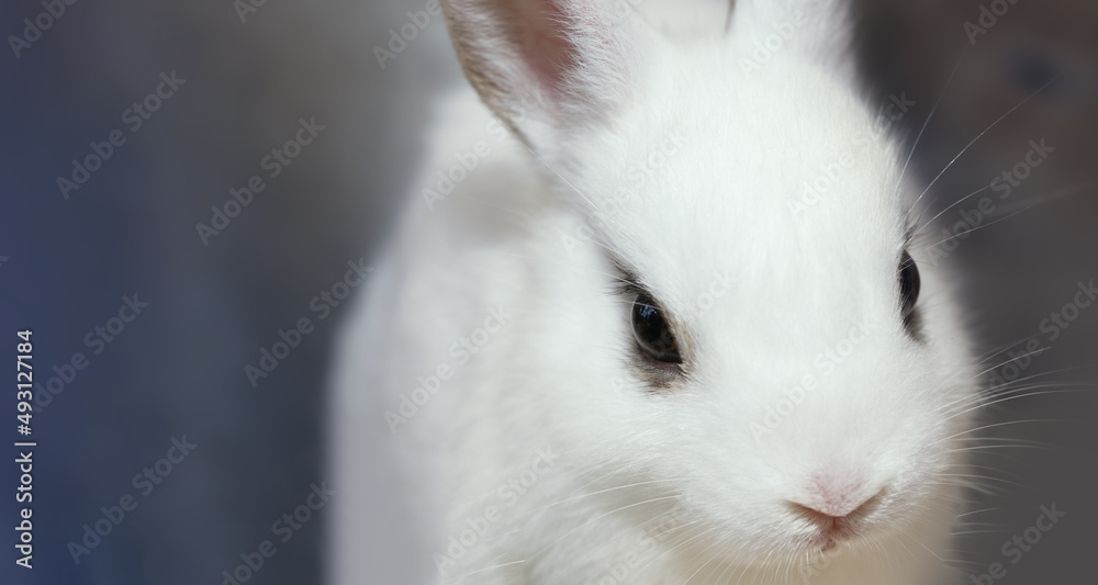 Portrait of adorable baby easter bunny rabbit.Soft focus and very shallow depth of field composition for Easter holiday concept background.