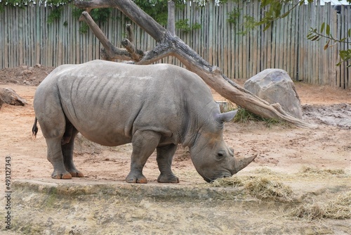 A Rhino walking photo