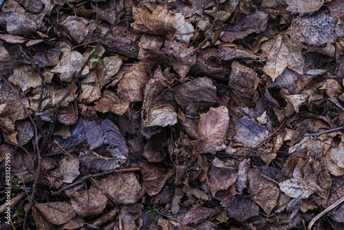 leaves background © fotomolka