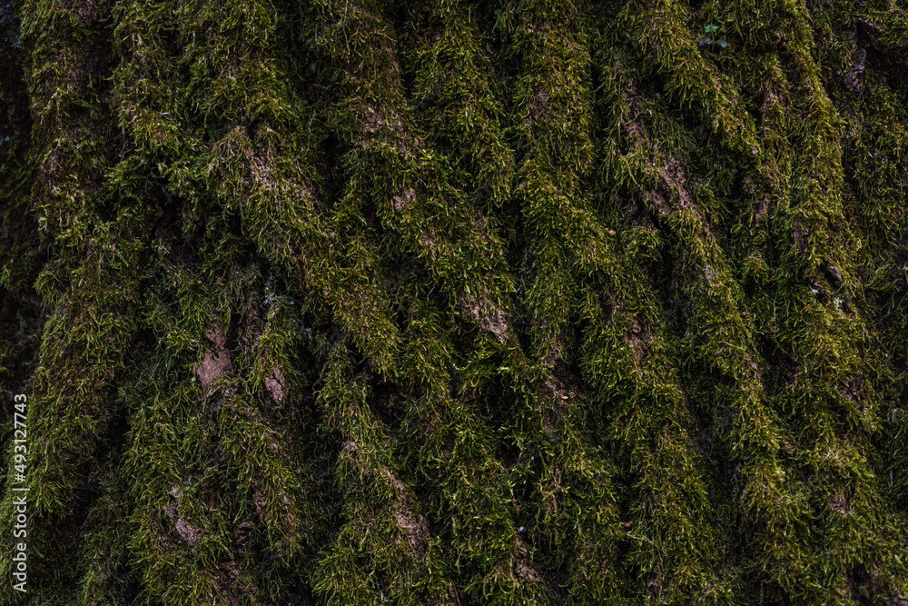 green moss background