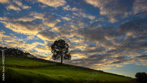 Hill tree sunset grass cloudy sky