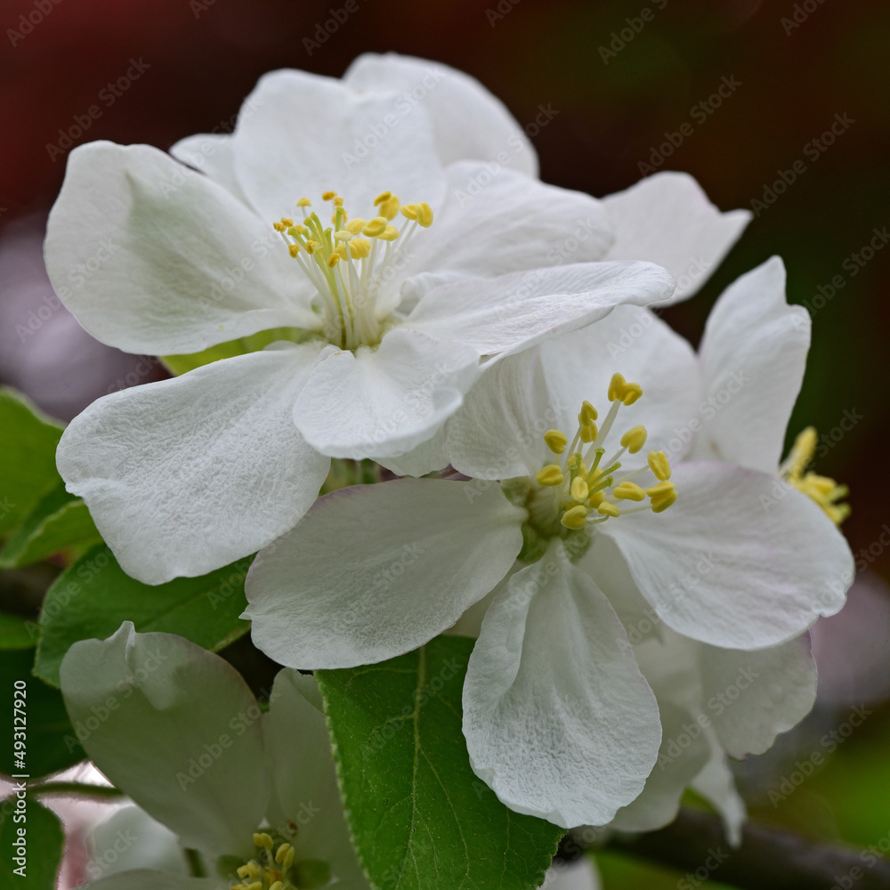 Obraz premium Apple blossom macro 