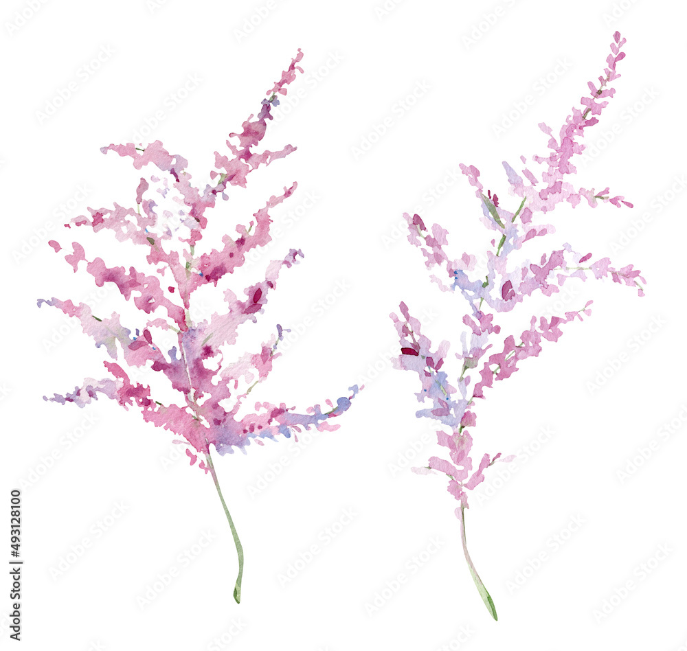 Obraz premium Watercolor Blossom Japanese flower branches, floral art nature tree. Spring festival, isolated blooming pink branches
