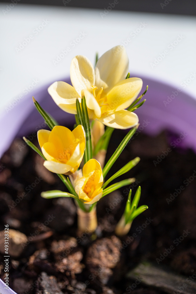 Obraz premium Blühende Krokusse
