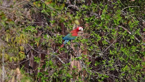 Red-and-green Macaw perched on a tree surrounded by forest. Chapada dos Guimaraes, Brazil photo