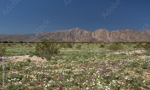 Anza-Borrego Desert State Park in bloom