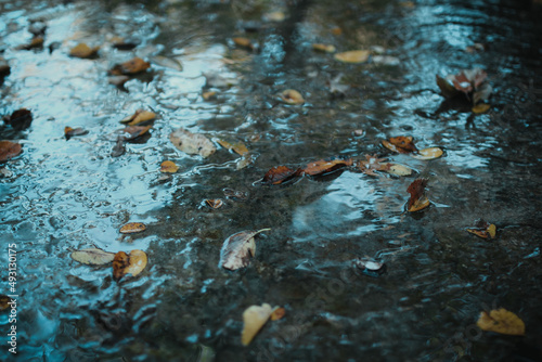 Autumn leaves floating in a river 