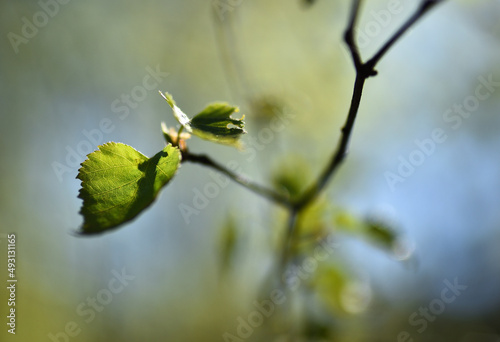 Zielony liść brzozy na błękitno-zielonym tle