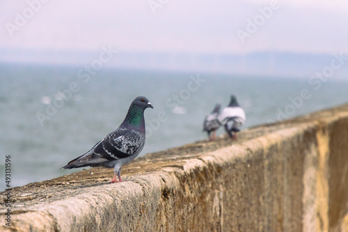 Pigeons on Heugh breakwater pier in stormy, cloudy weather  photo