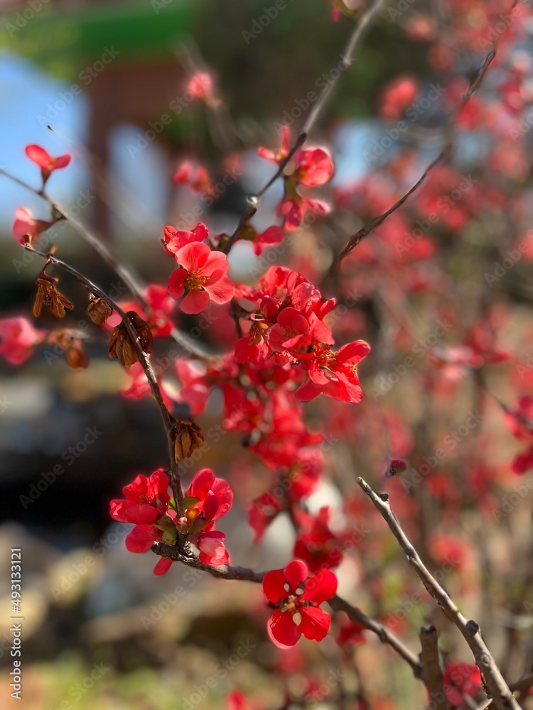 red berries in autumn