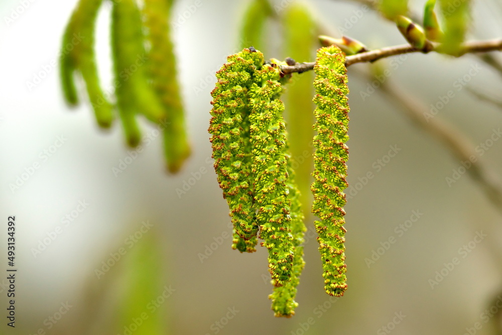 Tokyo, Japan - March 16, 2022: Flowers of Firma Alder or Asian Alder or Japanese Green Alder or Alnus firma in spring
