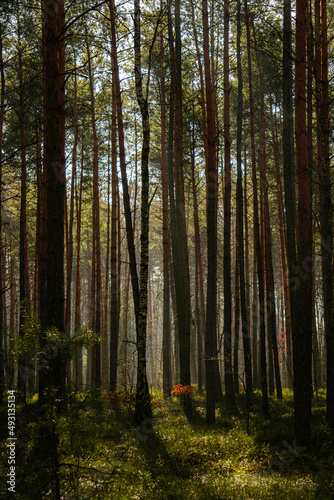 las, złota godzina, poranek, wschód słońca, wiosna, © Kornel