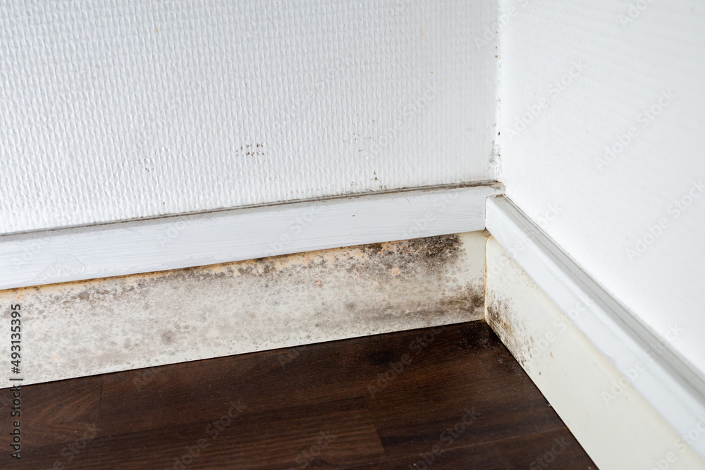 gray mold on the ceiling and walls, dampness in the house