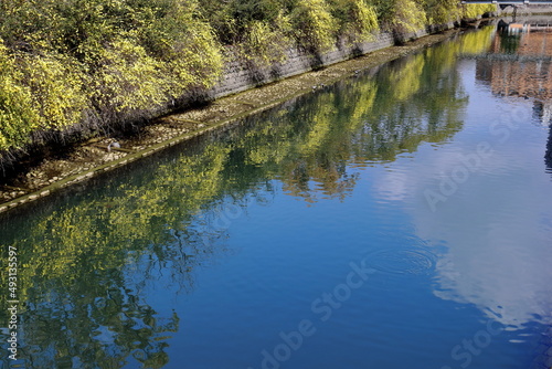 川面を彩る雲南黄梅 城西公園 （高知県 高知市）