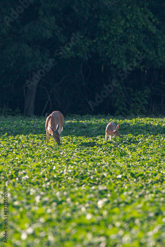 Deer and fawn eating crop from soybean field