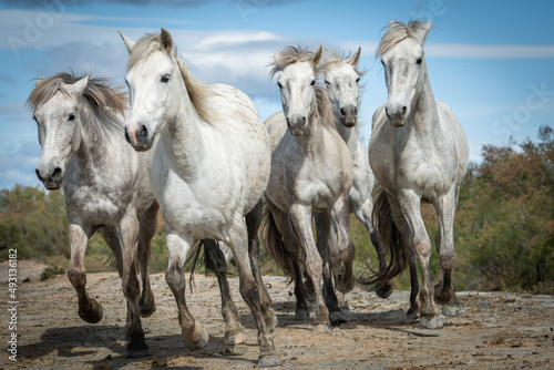 Herd of white horses are taking time on the beach. Image taken in Camargue, France.