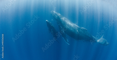 Mother and calf humpback whale © divedog