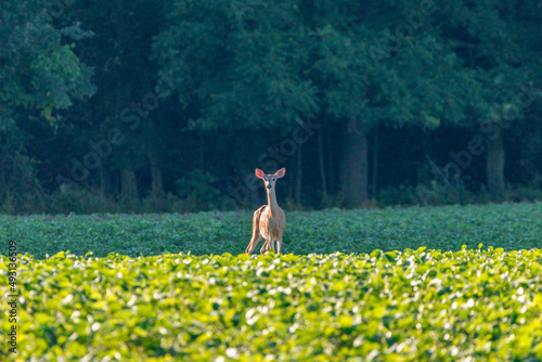 Doe standing in soybean field