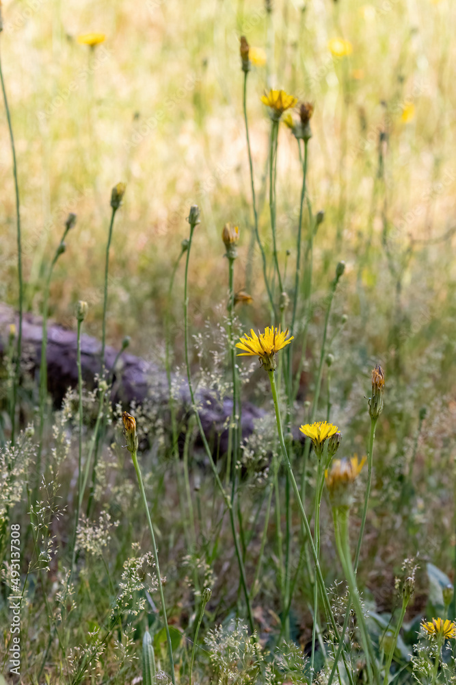 dead old tree branch laying in a field of dandelions dead old tree branch laying in a field of dandelions