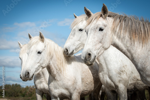 White horses in Camargue