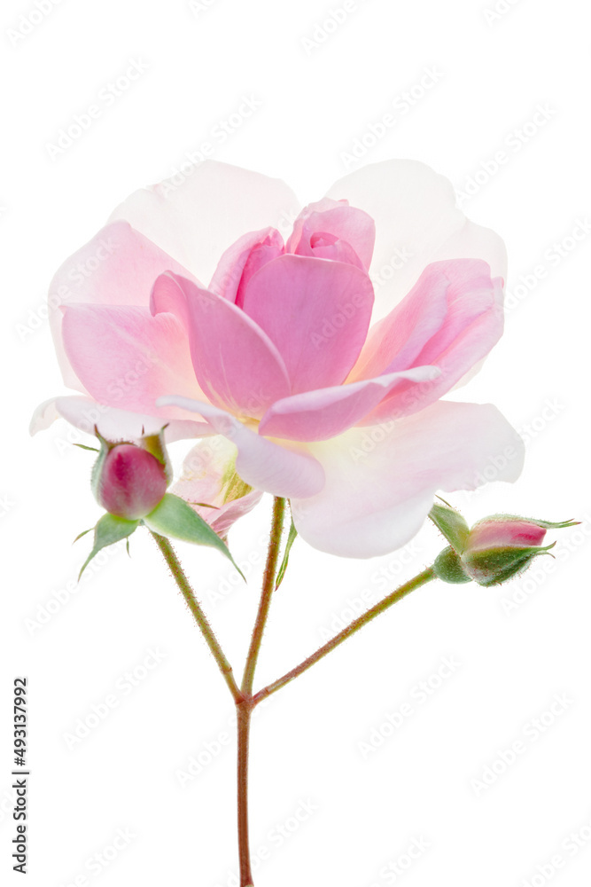 Long-stemmed fresh pink rose with bud isolated on white Long-stemmed fresh pink rose with bud isolated on white