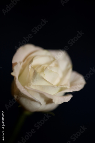 White flower blossom close up agricultural background rose family rosaceae high quality big size botanical prints