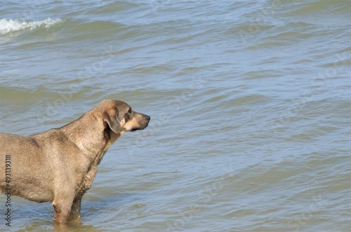 Big brown dog walks in the sea, on water, drinks from the sea
