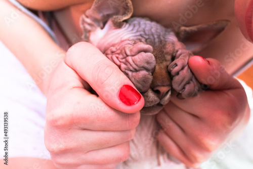 A girl playing with a cat, covering the eyes of a Canadian Sphynx breed cat with his paws. Hide and Seek Game with a pet at home concept. Cute adorable kitty indoors. Feline animal with a woman.
