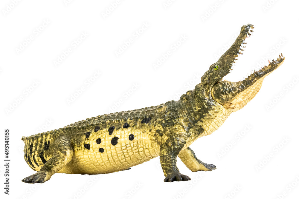 Obraz premium crocodile on isolated background