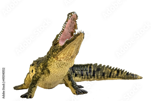 Tableau sur toile crocodile on isolated background