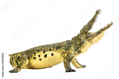 crocodile on isolated background © meen_na