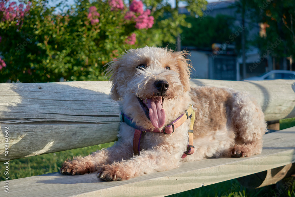 Happy fox terrier dog with tongue out. The dog is resting in the park after a long walk.