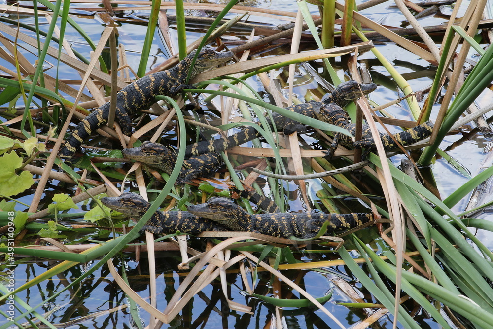 Group of baby alligators swimming around the swamp in and out of the reeds Group of baby alligators swimming around the swamp in and out of the reeds