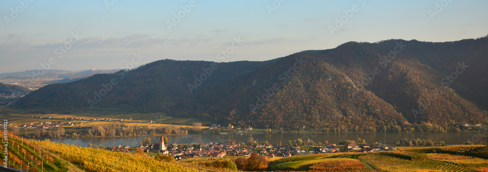 panorama shot in the wachau near weissenkirchen near dürnschtein in autumn with yellow leaves on the vines