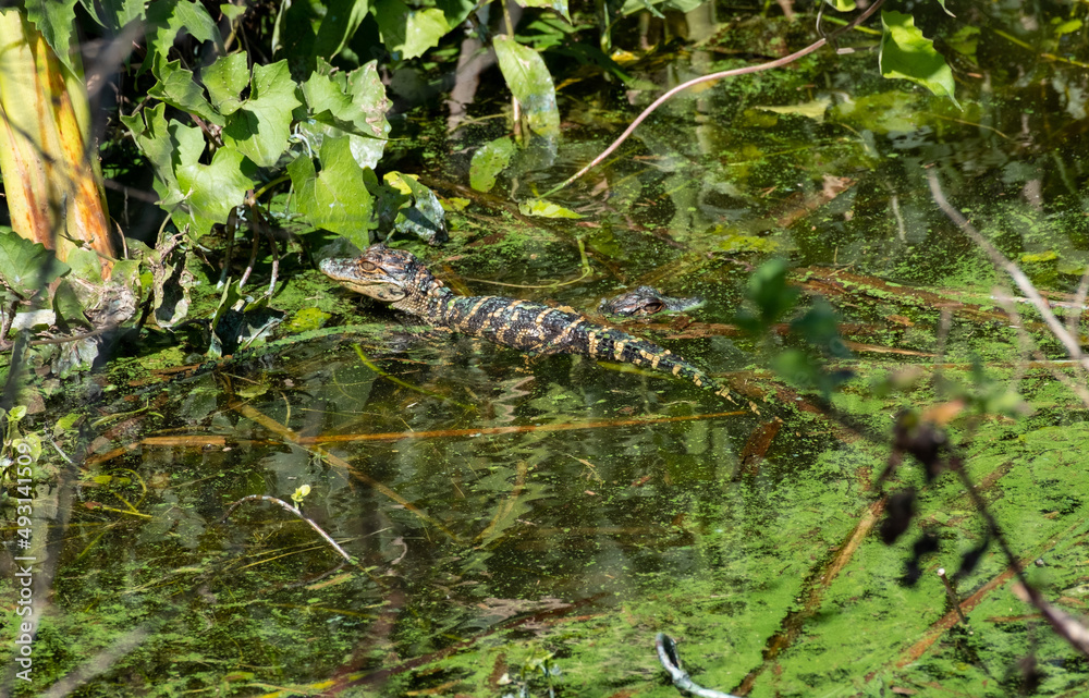 Two baby alligators swimming and hiding in the swamp. Two baby alligators swimming and hiding in the swamp.