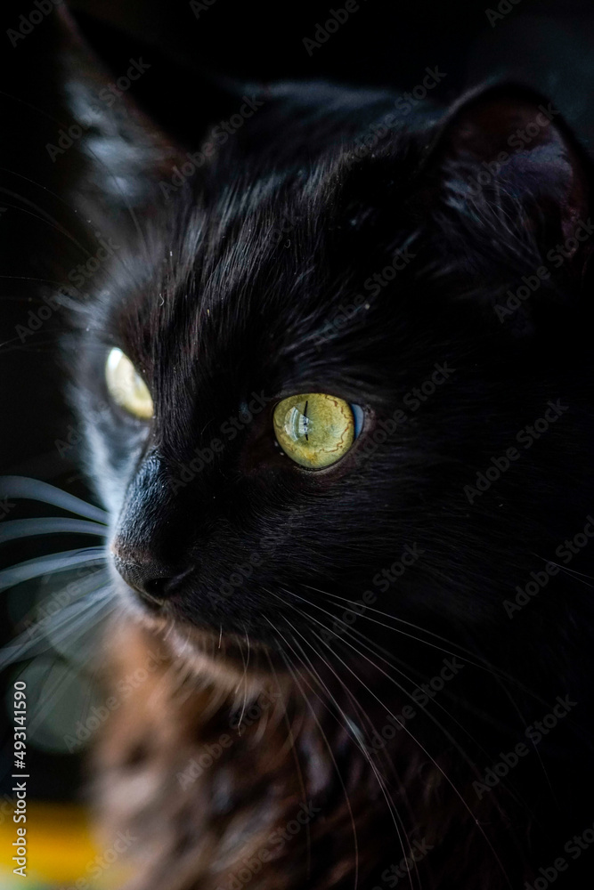 black cat portrait