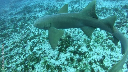 A nurse shark in Fernando de Noronha archipelago, Brazil. Scuba diving photo