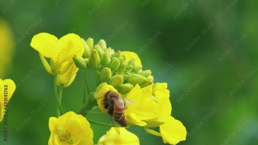 Two honey bees flying around yellow rape seed flowers in spring field ...