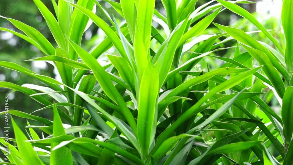 Pleomele angustifolia (Suji, suji hijau, Dracaena angustifoliae) leaves. The leaves are used to make green food coloring. Also used traditionally as medicine for several different ailments Pleomele angustifolia (Suji, suji hijau, Dracaena angustifoliae) leaves. The leaves are used to make green food coloring. Also used traditionally as medicine for several different ailments