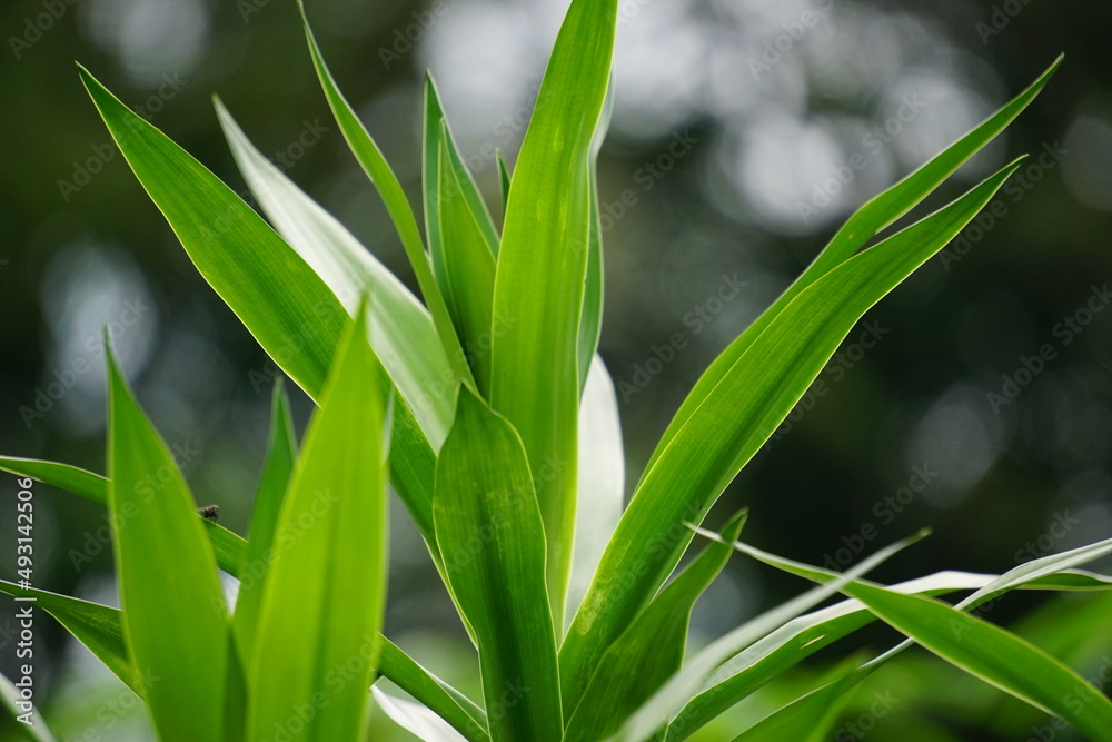 Pleomele angustifolia (Suji, suji hijau, Dracaena angustifoliae) leaves. The leaves are used to make green food coloring. Also used traditionally as medicine for several different ailments Pleomele angustifolia (Suji, suji hijau, Dracaena angustifoliae) leaves. The leaves are used to make green food coloring. Also used traditionally as medicine for several different ailments
